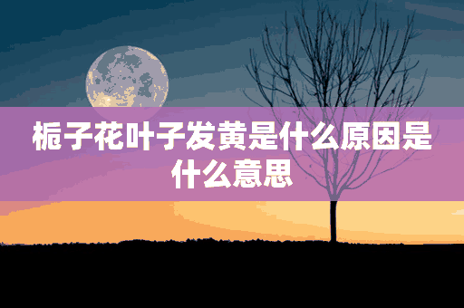 栀子花叶子发黄是什么原因是什么意思